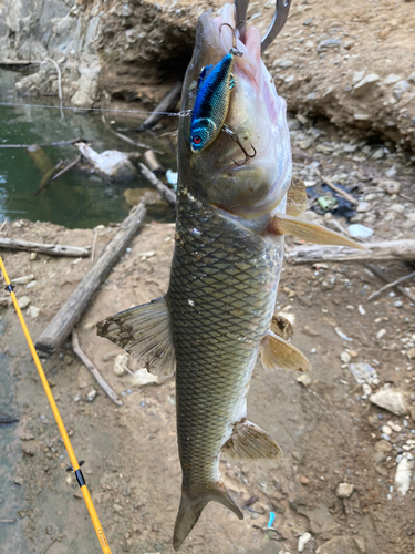 ニゴイの釣果