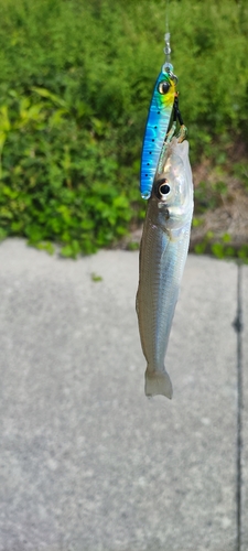 キスの釣果