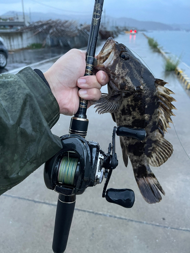 ベッコウゾイの釣果