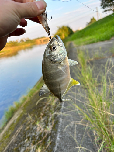 釣果