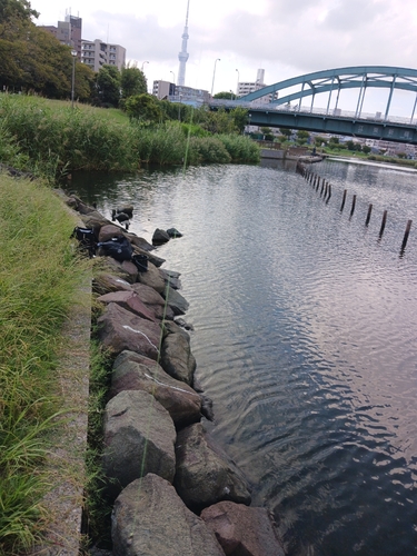 ハゼの釣果