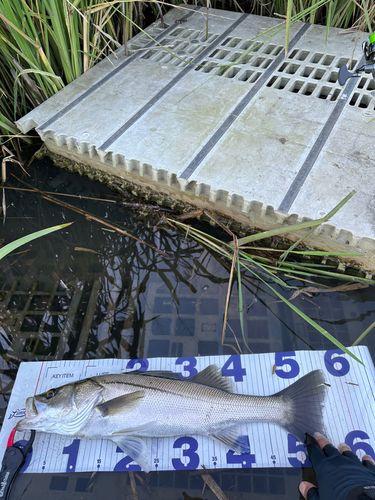 シーバスの釣果