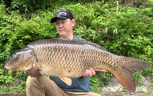 コイの釣果