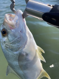 メッキの釣果