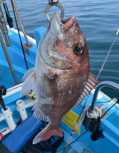 タイの釣果