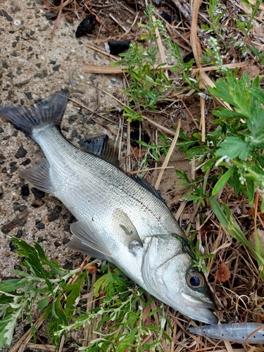 スズキの釣果