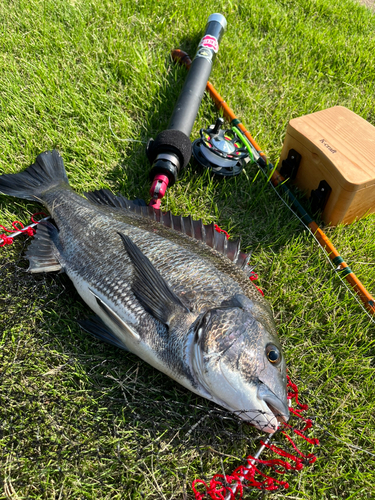 チヌの釣果