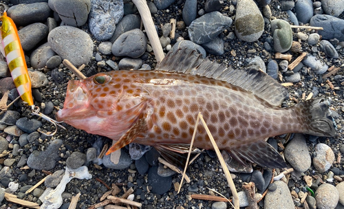 オオモンハタの釣果