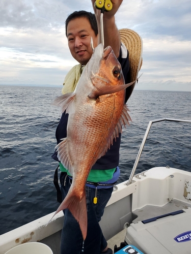 マダイの釣果