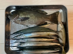グレの釣果