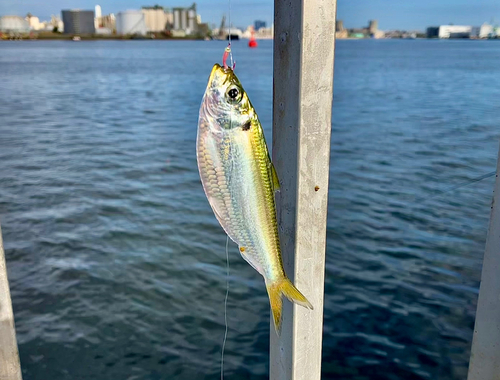 サッパの釣果