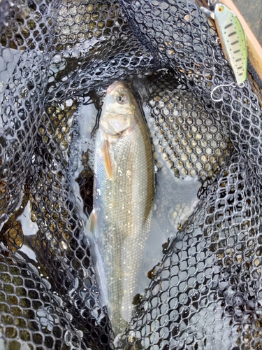 ウグイの釣果