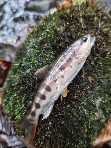 ヤマメの釣果