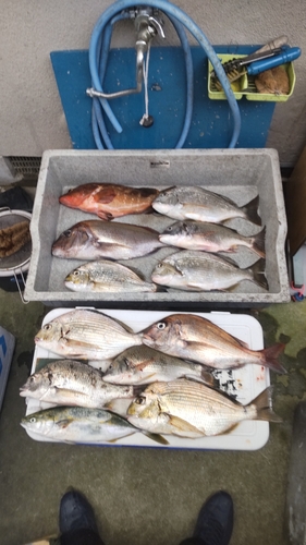 タイの釣果