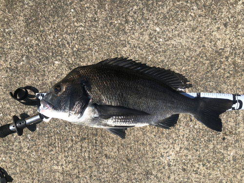 チヌの釣果