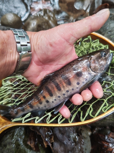 ヤマメの釣果