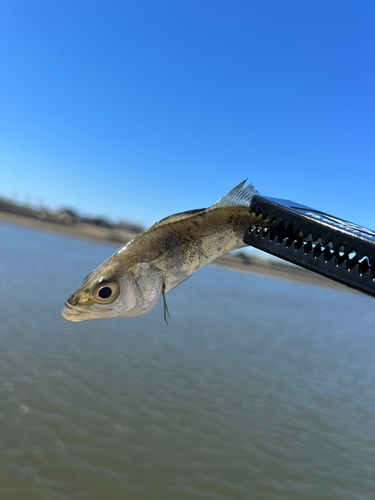 セイゴ（タイリクスズキ）の釣果