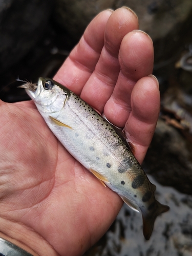 ヤマメの釣果