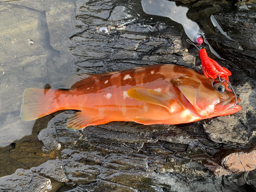 アカハタの釣果