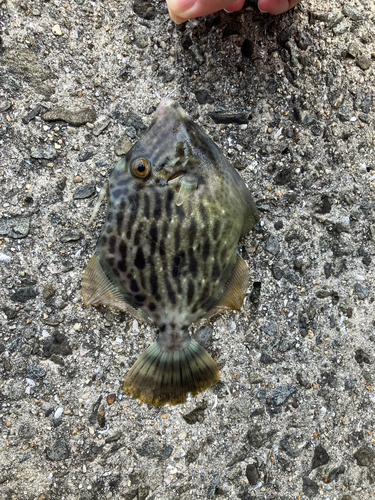 カワハギの釣果