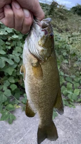 スモールマウスバスの釣果