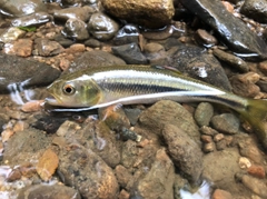 カワムツの釣果