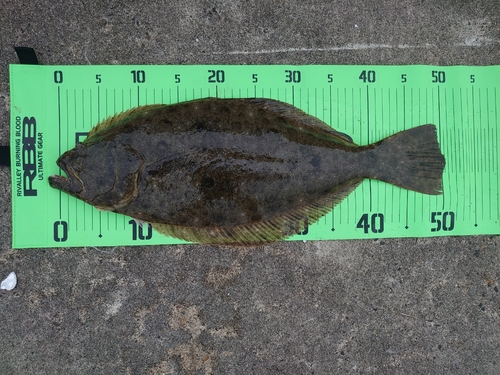 ヒラメの釣果