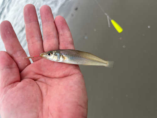 シロギスの釣果