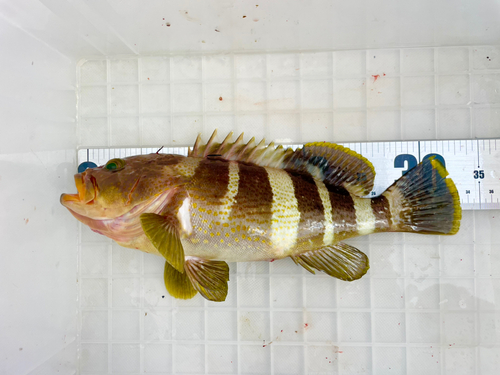 アオハタの釣果