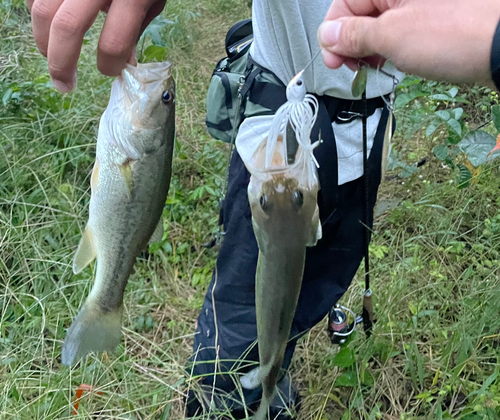 ラージマウスバスの釣果