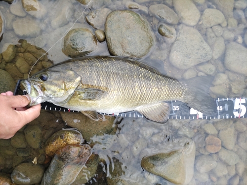 スモールマウスバスの釣果