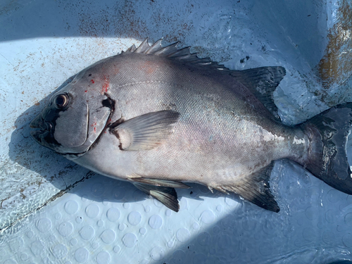 イシダイの釣果