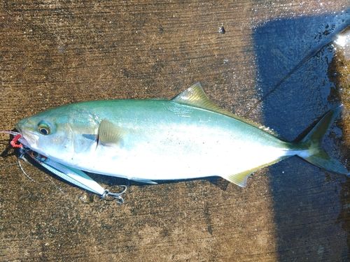 ツバスの釣果