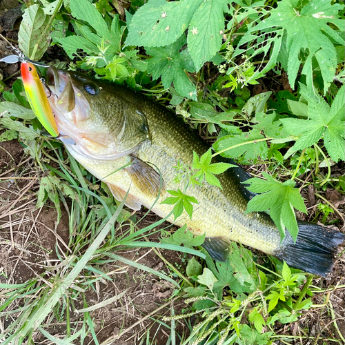 ブラックバスの釣果