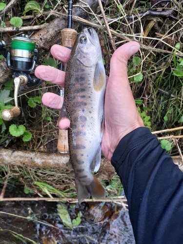 ヤマメの釣果