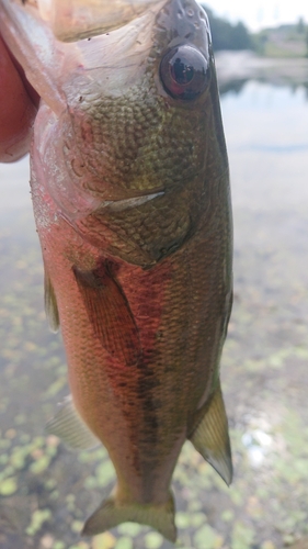 ラージマウスバスの釣果