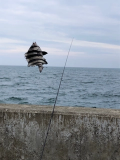 サンバソウの釣果