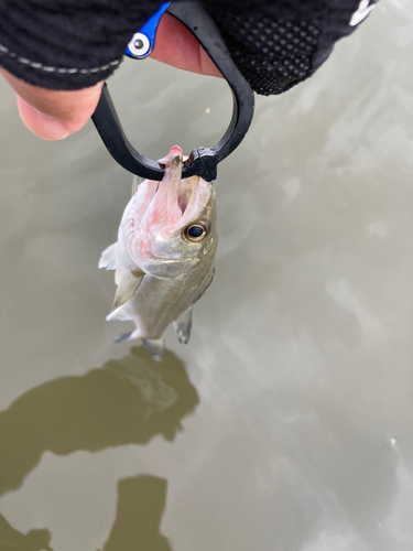 セイゴ（マルスズキ）の釣果