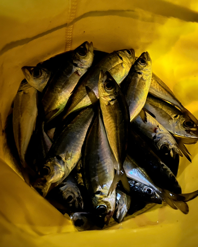 アジの釣果