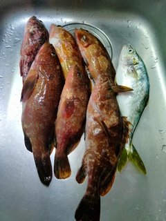 キジハタの釣果