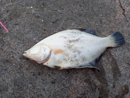 クロガシラガレイの釣果