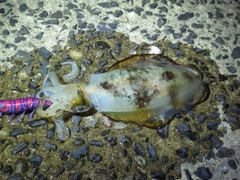 アオリイカの釣果