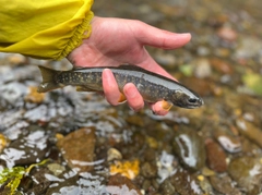 オショロコマの釣果