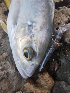 メッキの釣果