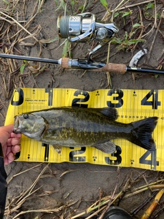 スモールマウスバスの釣果