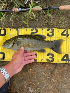 スモールマウスバスの釣果