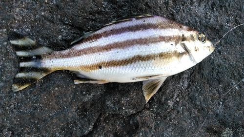 コトヒキの釣果