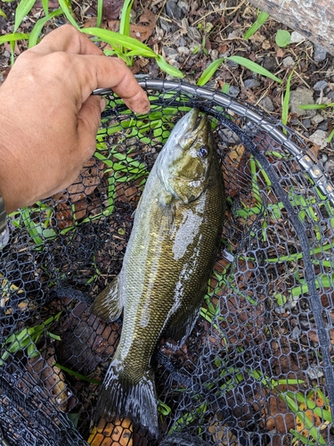 スモールマウスバスの釣果