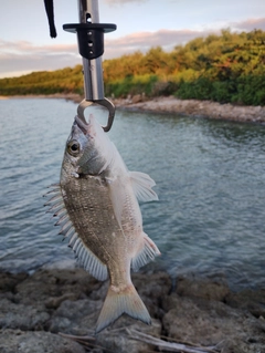 ミナミクロダイの釣果