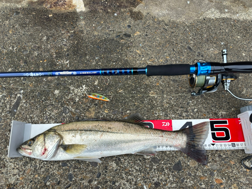 シーバスの釣果